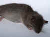 mouse-02.jpg (46281 oCg)