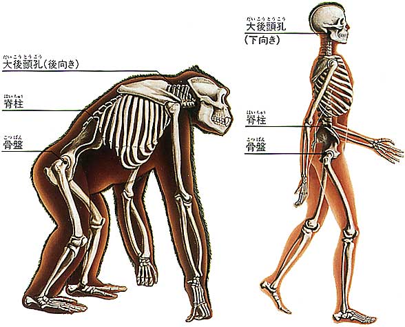 「人間の進化　骨盤」の画像検索結果