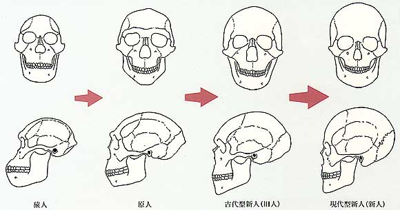 人類の起源