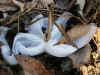 shimobasira20201218.jpg (291966 oCg)