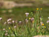 pakistan0405-13.jpg (82853 oCg)