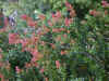 tasmaniadec29-14.jpg (284230 oCg)