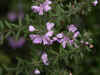 cavershamflowers-05.jpg (70253 oCg)