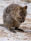 quokka-01.jpg (106362 oCg)