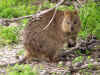 quokka-04.jpg (146955 oCg)