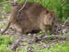 quokka-05.jpg (137943 oCg)