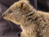quokka-07.jpg (135626 oCg)
