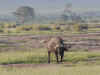 kenyadec24-07.jpg (207836 バイト)
