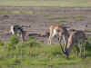 kenyadec24-10.jpg (228649 バイト)