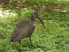 kenyadec24-34.jpg (206839 バイト)