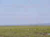 kenyadec24-43.jpg (132476 バイト)