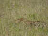 kenyadec26-19.jpg (248096 oCg)