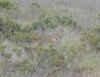 kenyadec26-40.jpg (175524 oCg)
