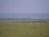 kenyadec30-20.jpg (127572 oCg)
