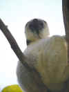 madagascar0810-02.jpg (61459 oCg)