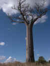 madagascar0810-19.jpg (81999 oCg)