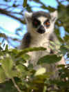 madagascar0811-16.jpg (70466 oCg)