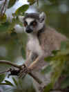 madagascar0811-18.jpg (76072 oCg)