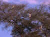 madagascar0811-27.jpg (172731 oCg)