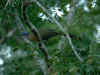 madagascar0811-31.jpg (59207 oCg)