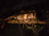 madagascar0811-35.jpg (57336 oCg)