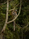 madagascar0812-12.jpg (87734 oCg)