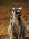 madagascar0812-14.jpg (65954 oCg)