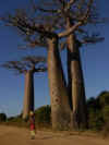 madagascar0813-09.jpg (78412 oCg)