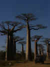 madagascar0813-11.jpg (65626 oCg)