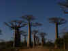 madagascar0813-12.jpg (62848 oCg)