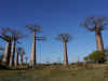 madagascar0813-22.jpg (92003 oCg)