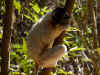 madagascar0815-14.jpg (98276 oCg)