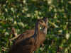 birds-27.jpg (81129 oCg)