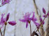 bonorei2013-16.jpg (127523 oCg)