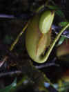 kinabalu0326-14.jpg (74717 oCg)