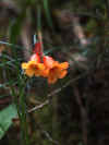 kinabalu0326-20.jpg (69208 oCg)